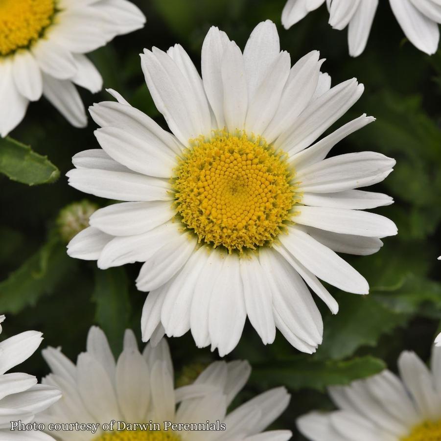 Leucanthemum Make my Daisy Happy