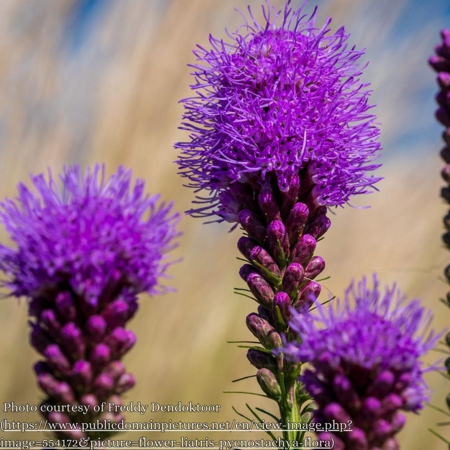 Liatris pycnostachya 