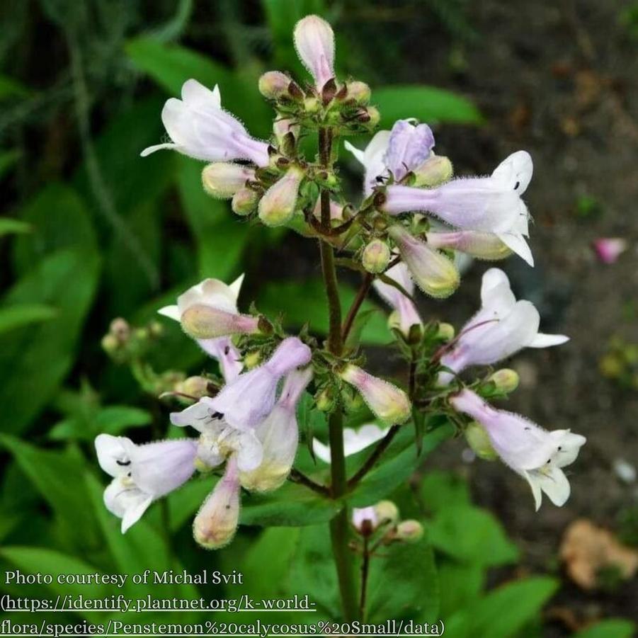 Penstemon calycosus 