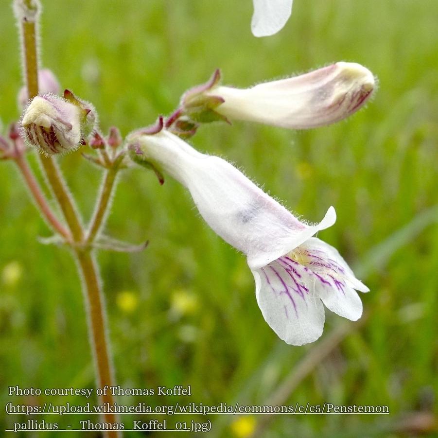 Penstemon pallidus 