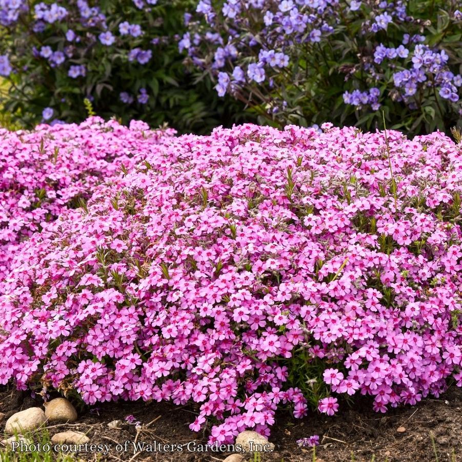 Phlox subulata Eye Caramba