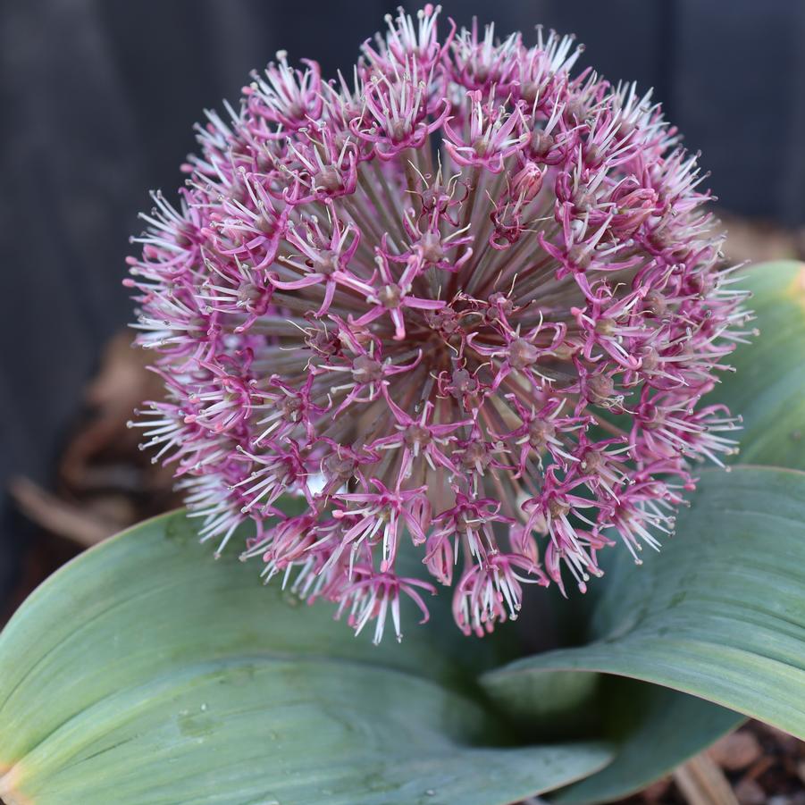 Allium karataviense Red Giant