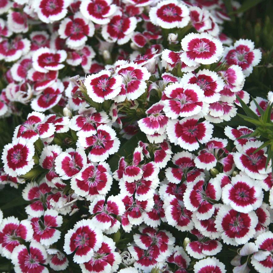 Dianthus barbatus Purple Picotee