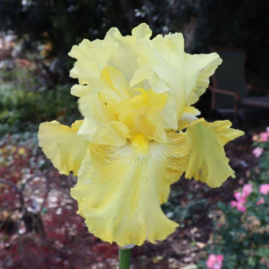 Iris germanica Honeycomb