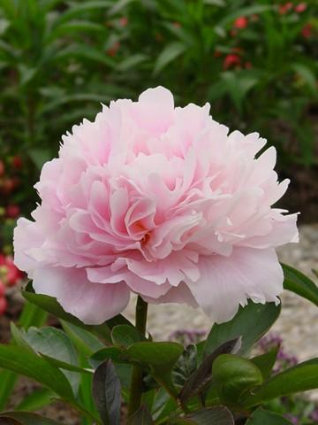 Paeonia Dinner Plate