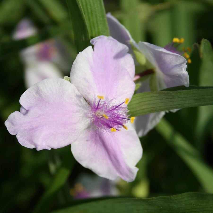 Tradescantia Pink Chablis