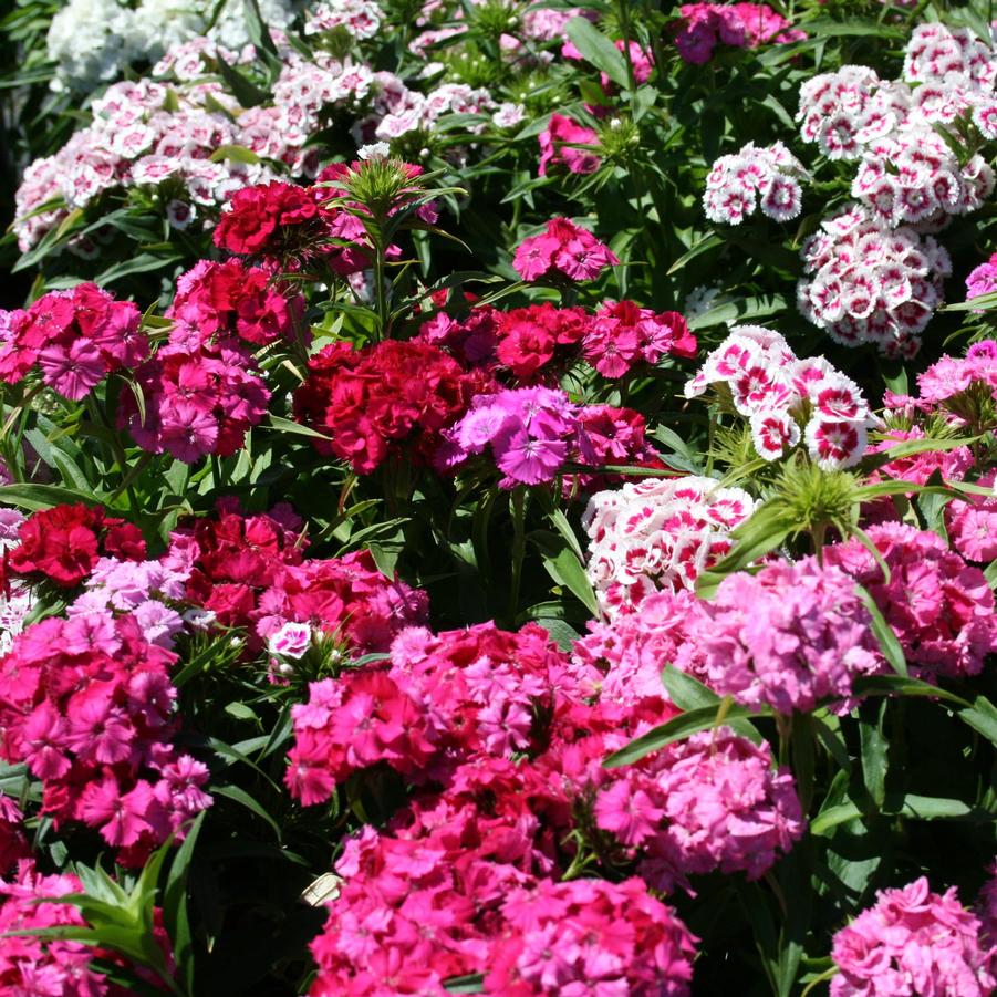 Dianthus barbatus Pinocchio | Sandy's Plants