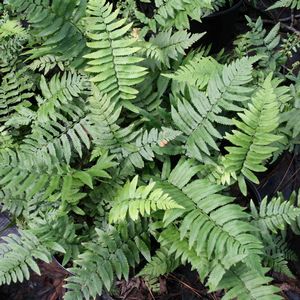 Dryopteris cycadina | Sandy's Plants