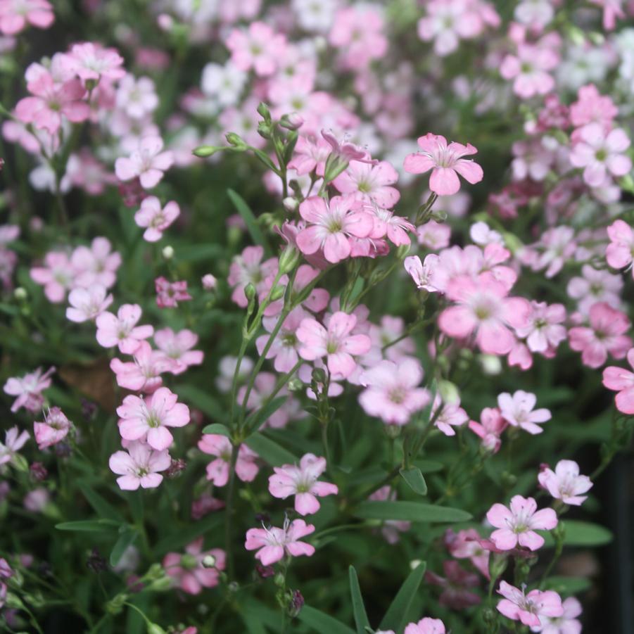Pink Baby's Breath