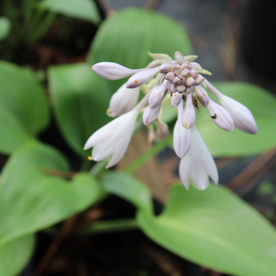 Hosta Halcyon