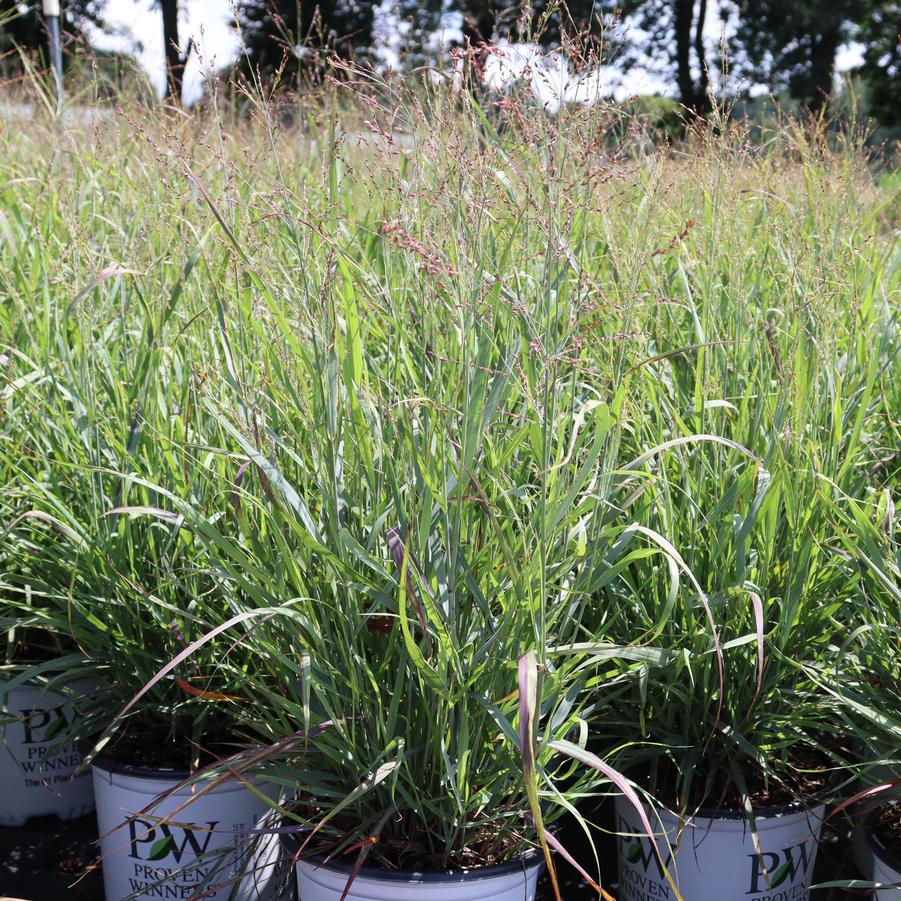 Panicum virgatum Cheyenne Sky