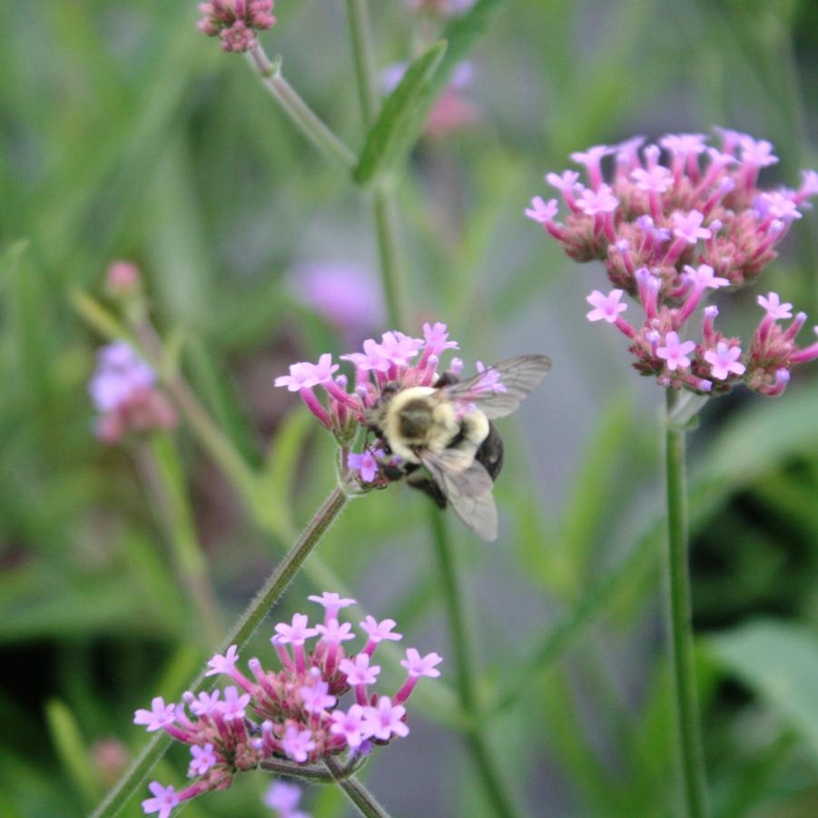 Verbena bonariensis Lollipop