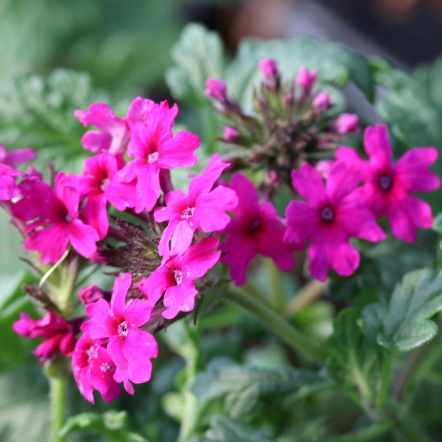 Verbena canadensis Homestead Hot Pink
