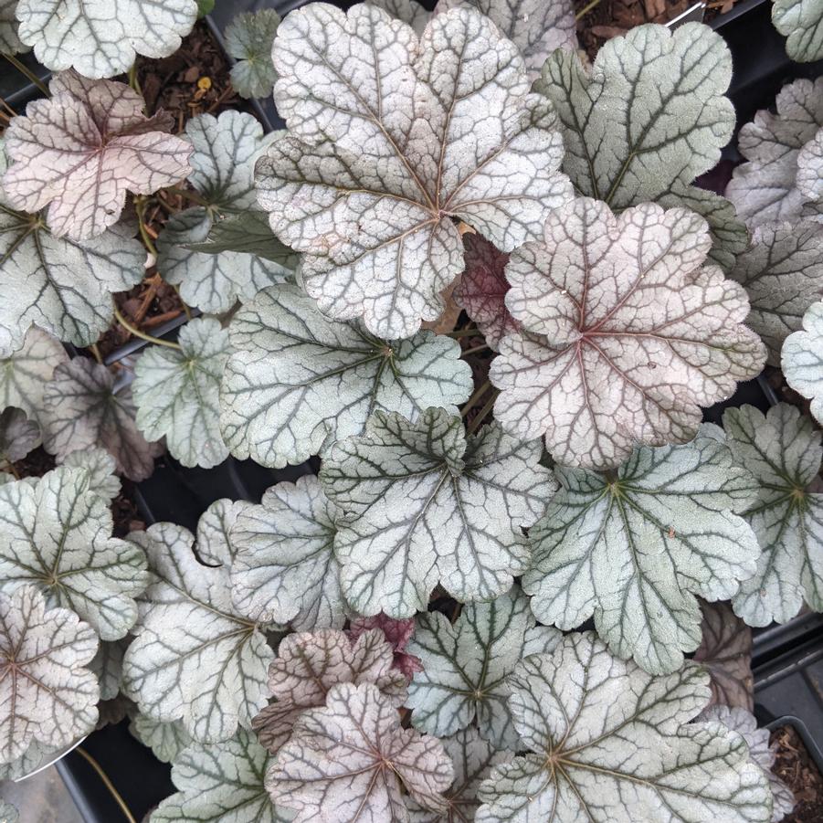Heuchera Smoke & Mirrors