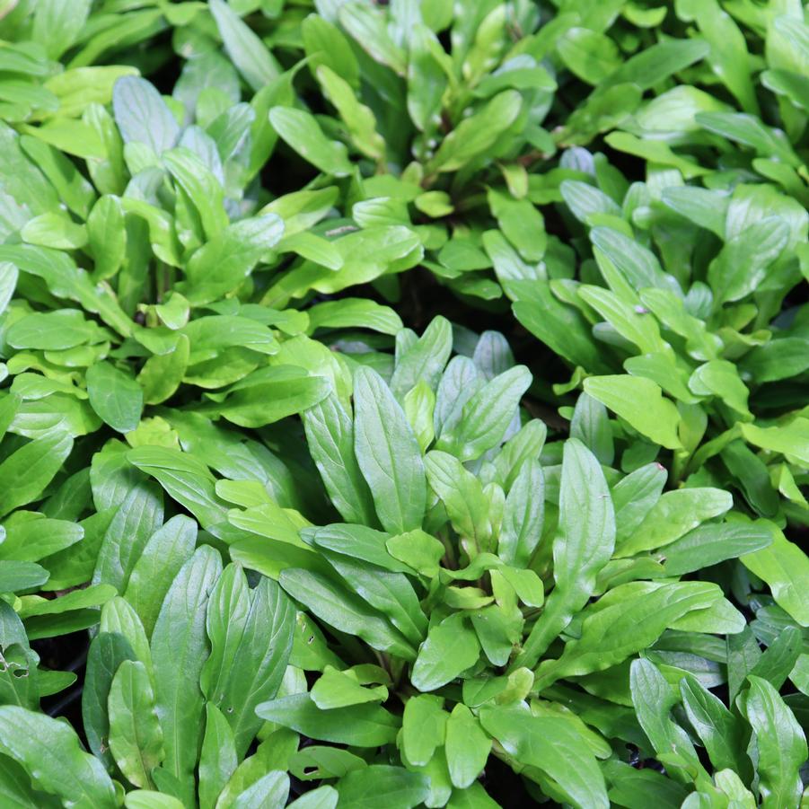 Ajuga Cordial Canary