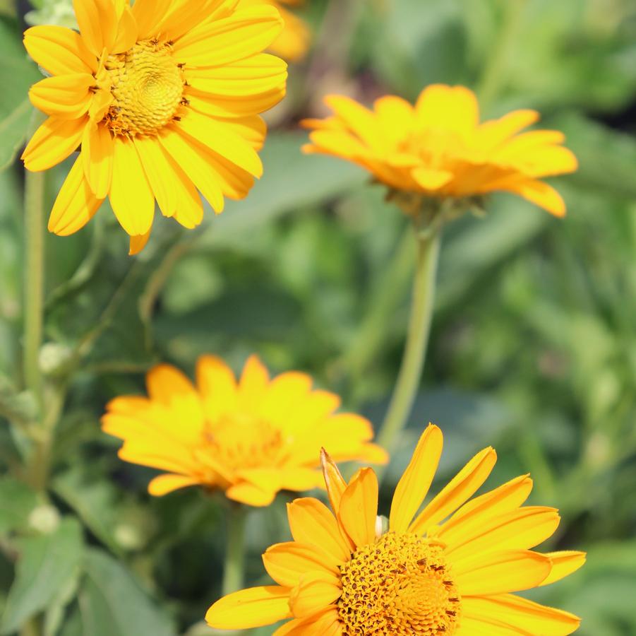Heliopsis helianthoides 