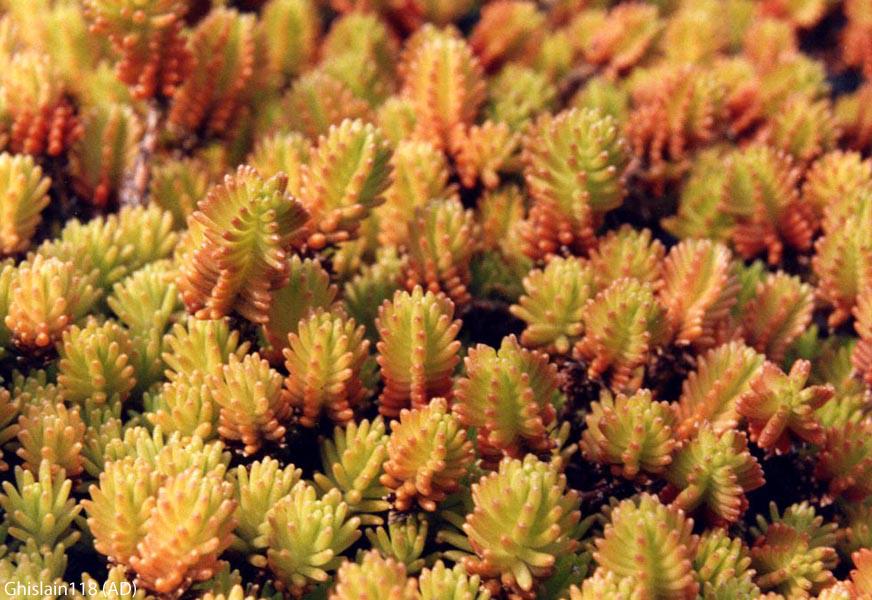 Sedum sexangulare 