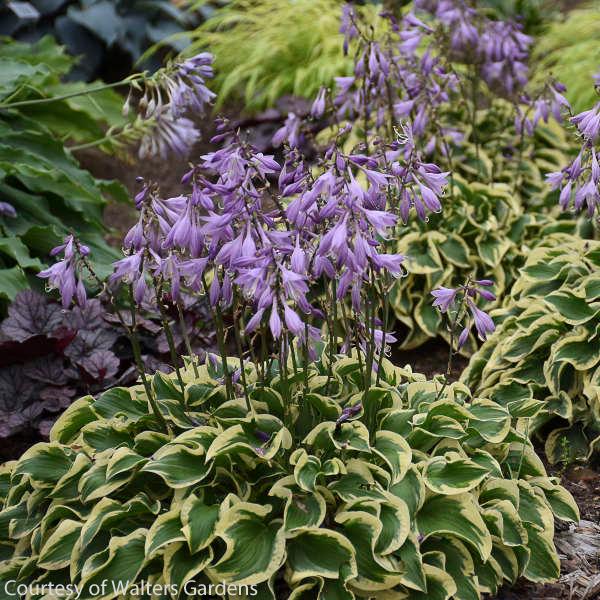 Hosta Wrinkle in Time