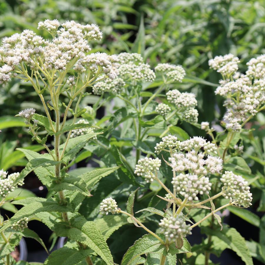 Eupatorium perfoliatum 