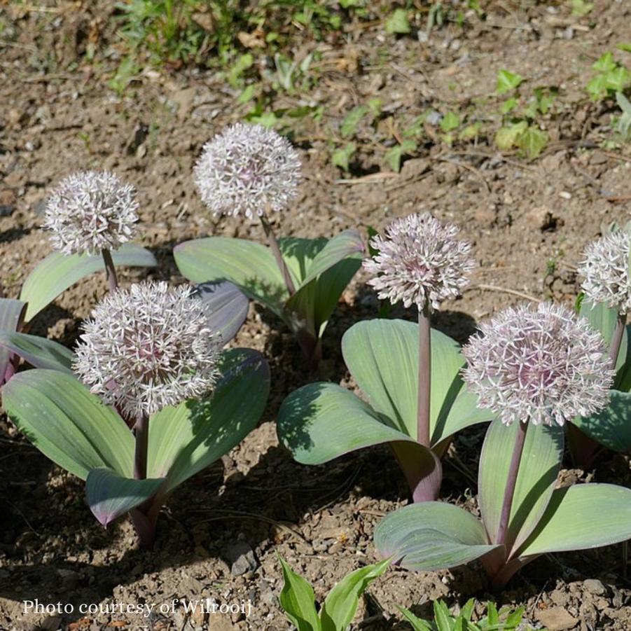 Allium karataviense 