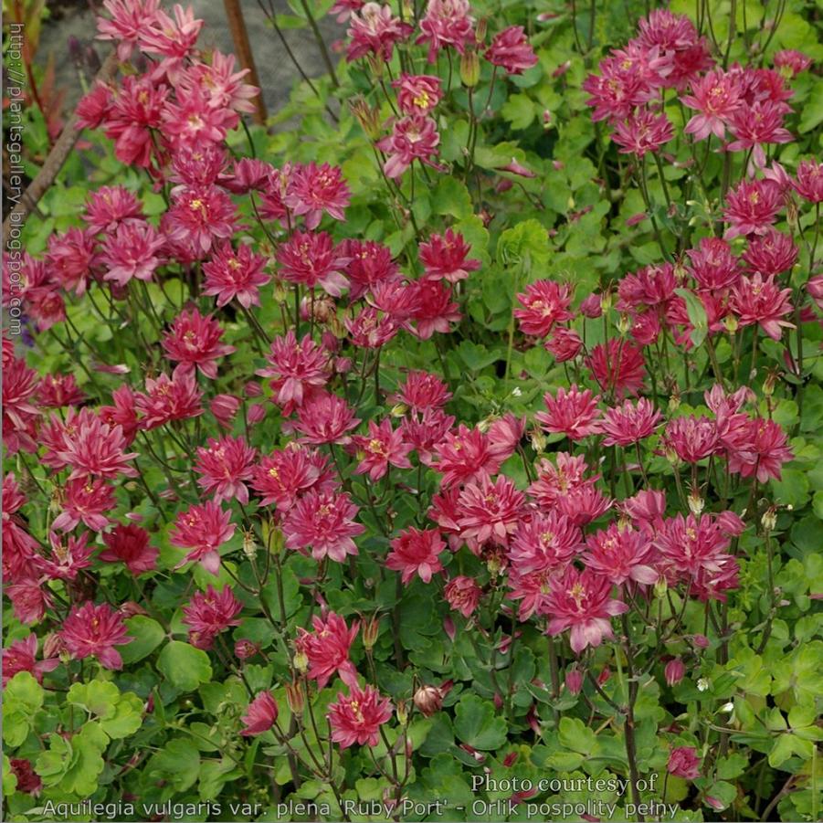 Aquilegia vulgaris 'Ruby Port' 