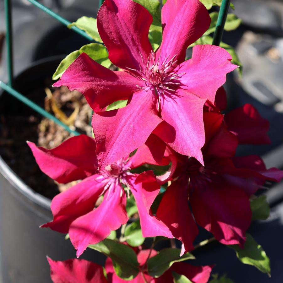 Clematis 'Nubia' Boulevard® 