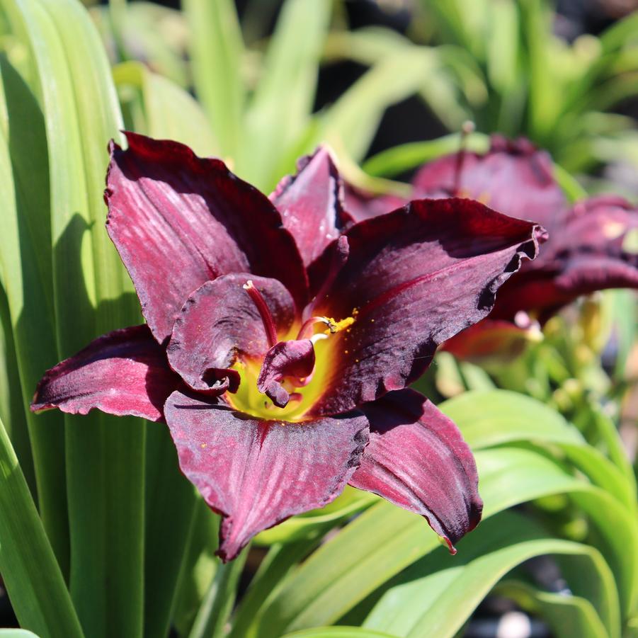 Hemerocallis 'Boogeyman' Boogeyman