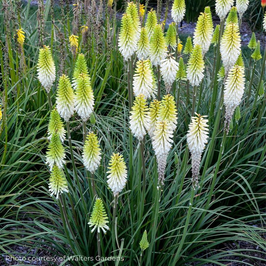 Kniphofia Lady Luck