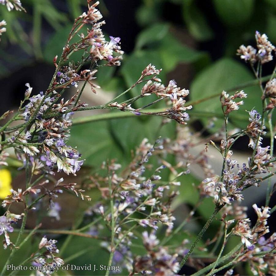 Limonium latifolium 