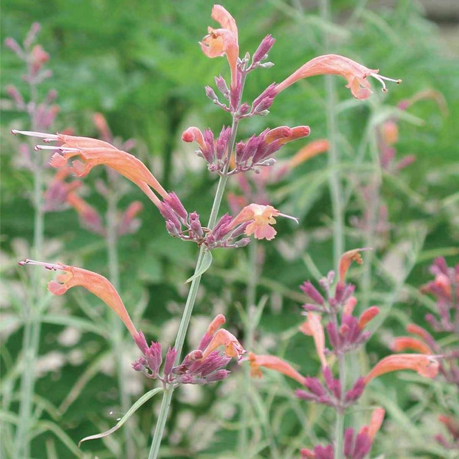 Agastache rupestris 