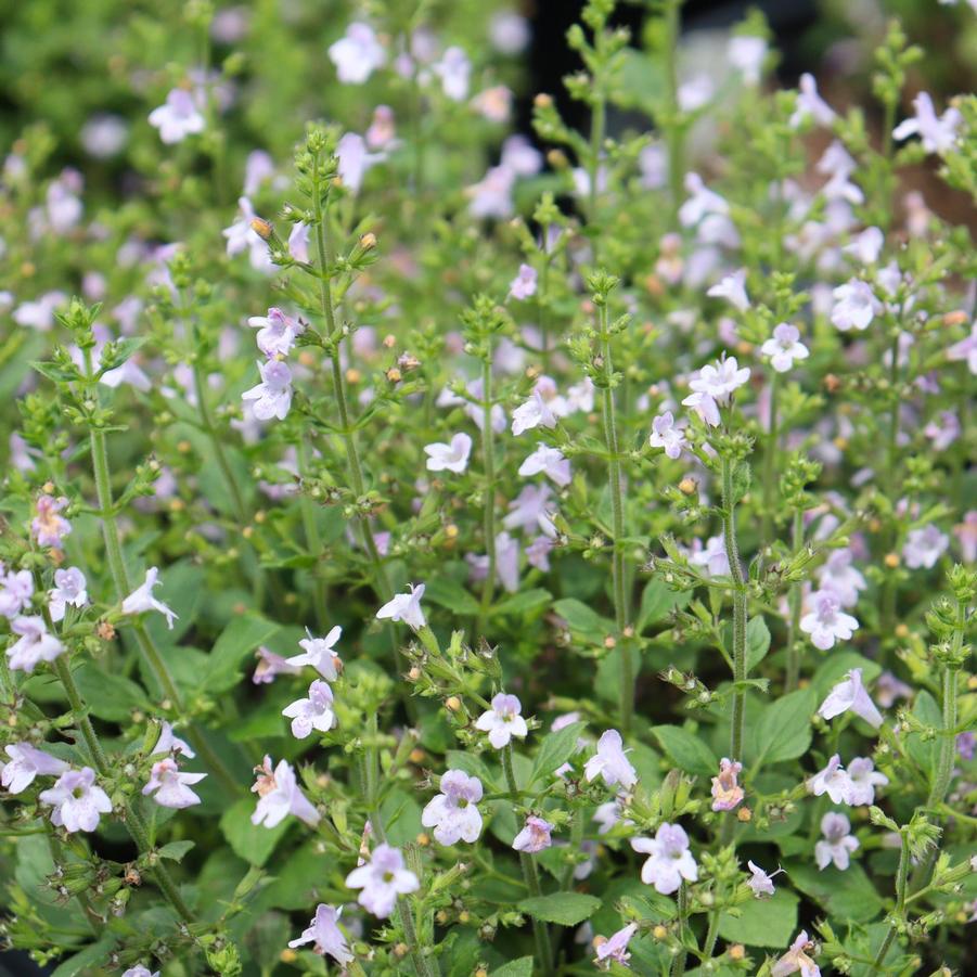Calamintha nepeta Marvelette Blue