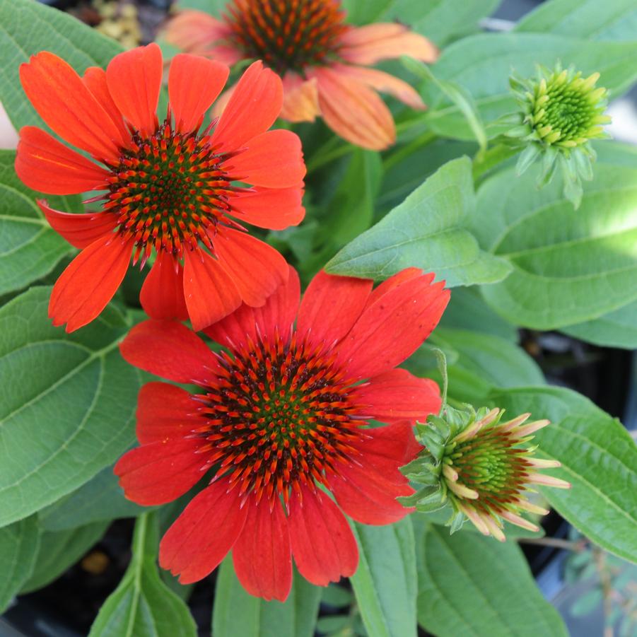 Echinacea Guatemala Papaya