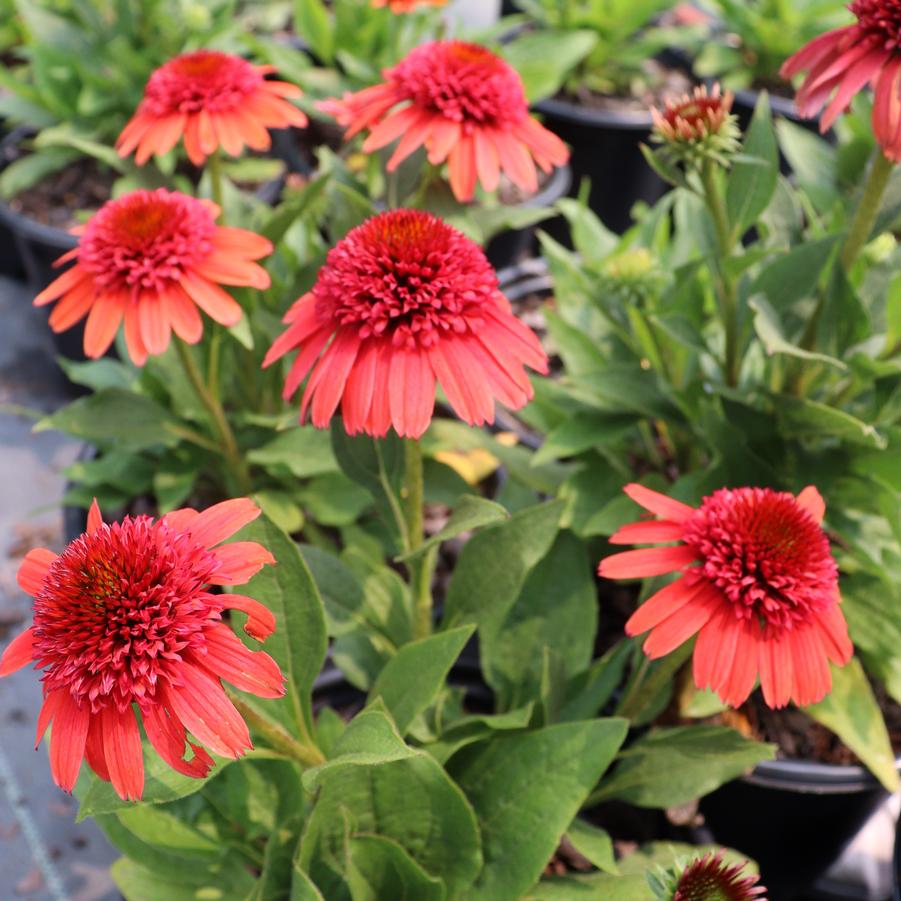 Echinacea Jamberry