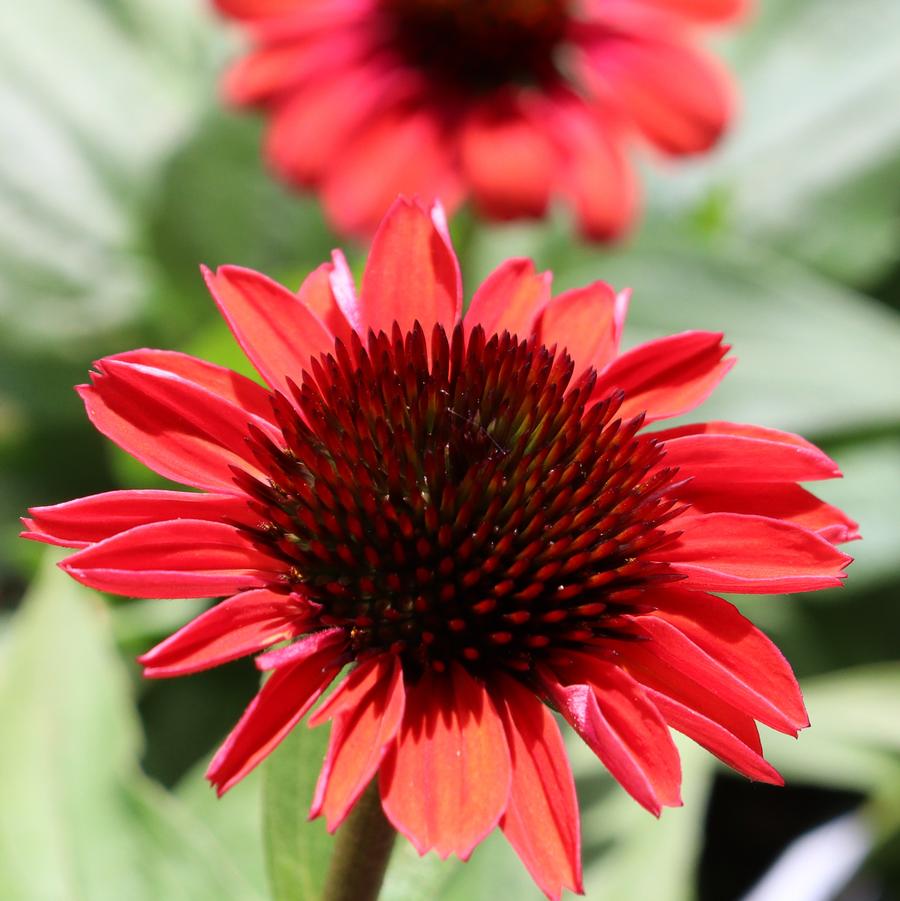 Echinacea Knock em Red