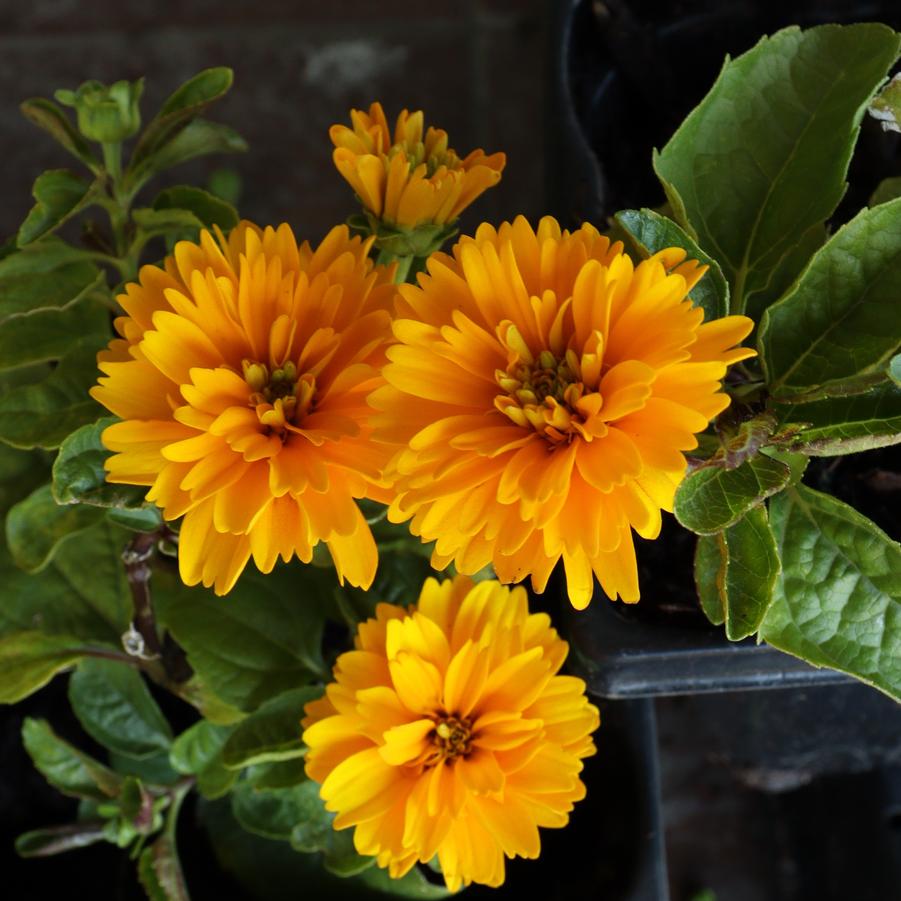 Heliopsis helianthoides Rays for Days