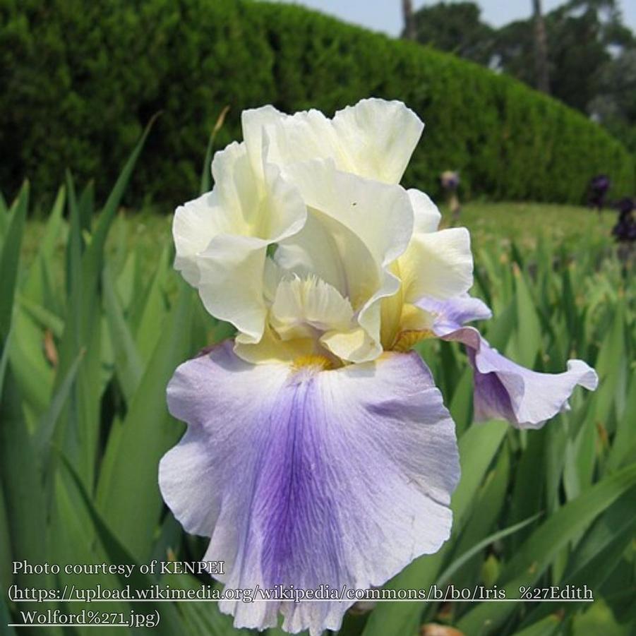 Iris germanica Edith Wolford