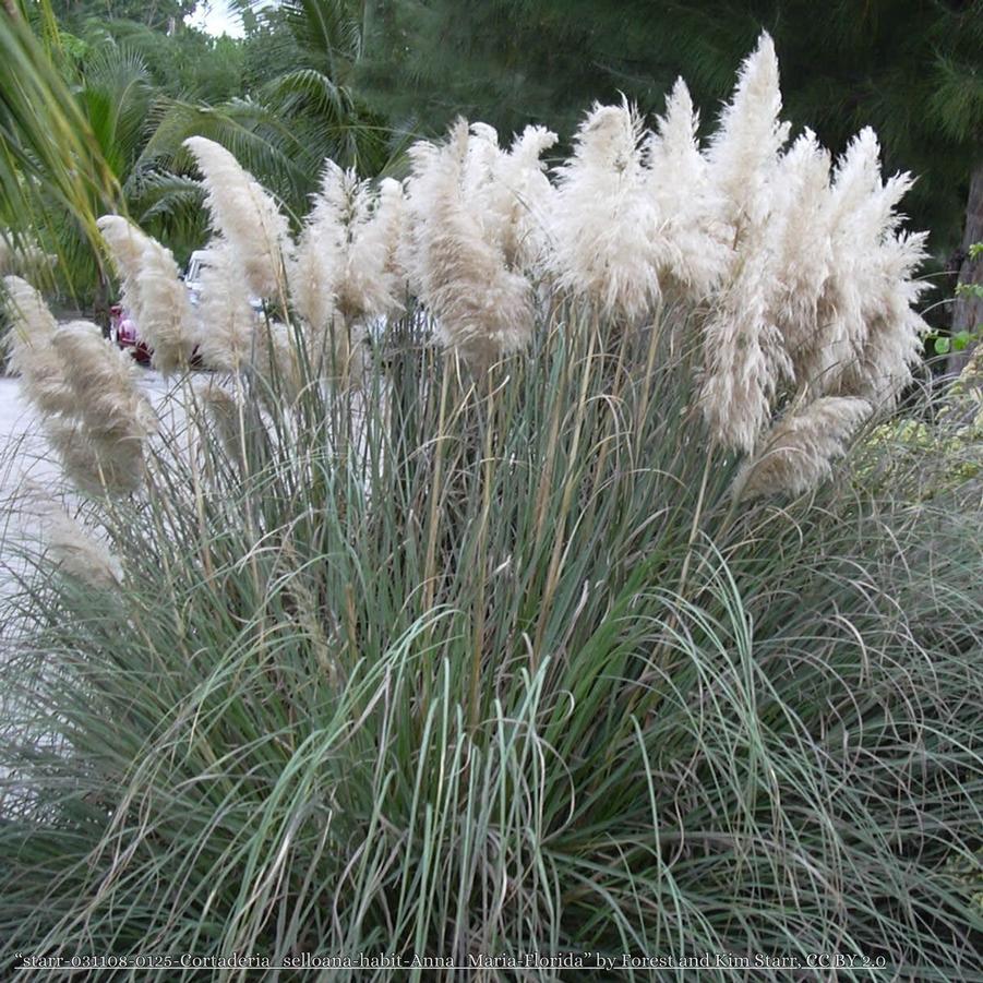 Cortaderia selloana Blue Bayou
