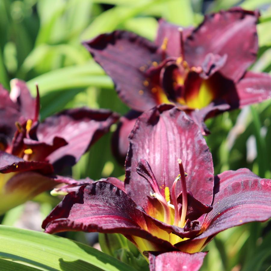 Hemerocallis 'Boogeyman' Boogeyman