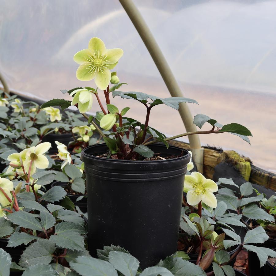 Helleborus nigercors Honeyhill Joy