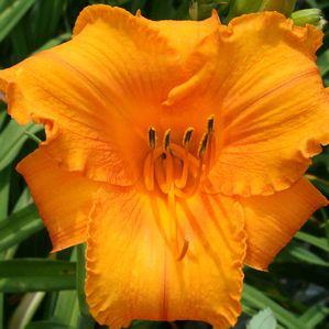 Daylily from Sandy's Plants