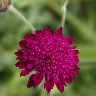 Knautia macedonica 