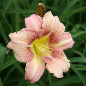 Daylily from Sandy's Plants