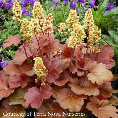 Heuchera Blondie