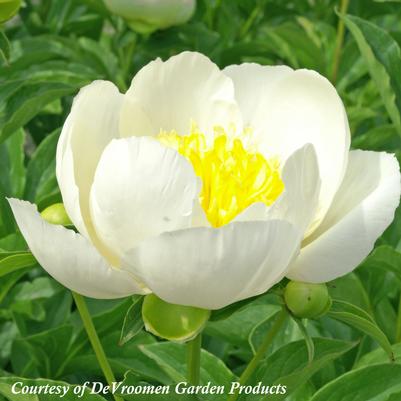 Paeonia lactiflora Jan Van Leeuwen