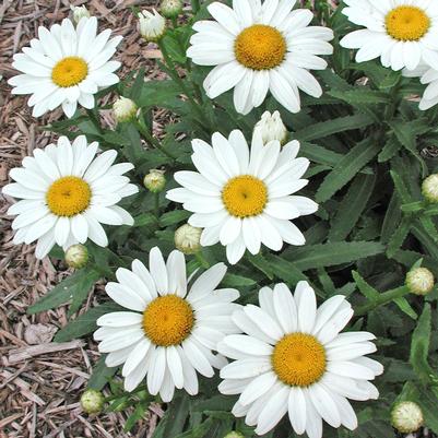 Leucanthemum superbum Snow Lady