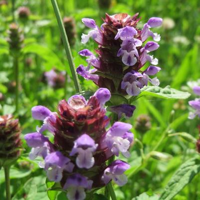 Prunella vulgaris 