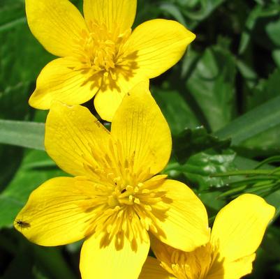 Caltha palustris 