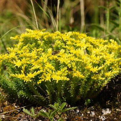 Sedum sexangulare 