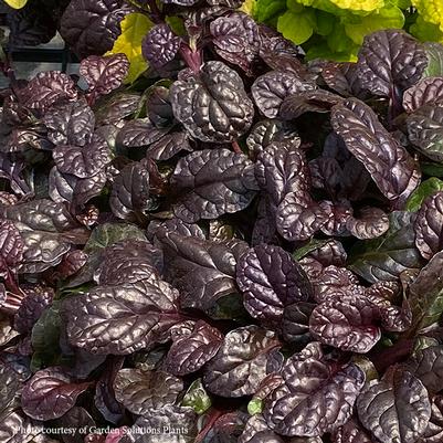 Ajuga 'Fierce Falcon' Feathered Friends™ 