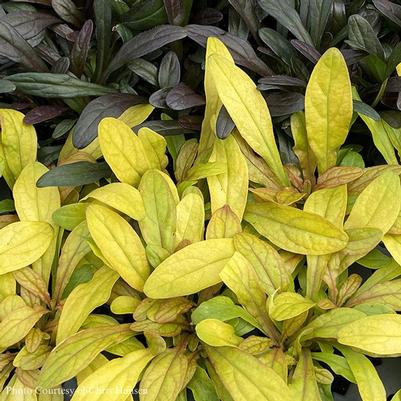 Ajuga 'Petite Parakeet' Feathered Friends™ 